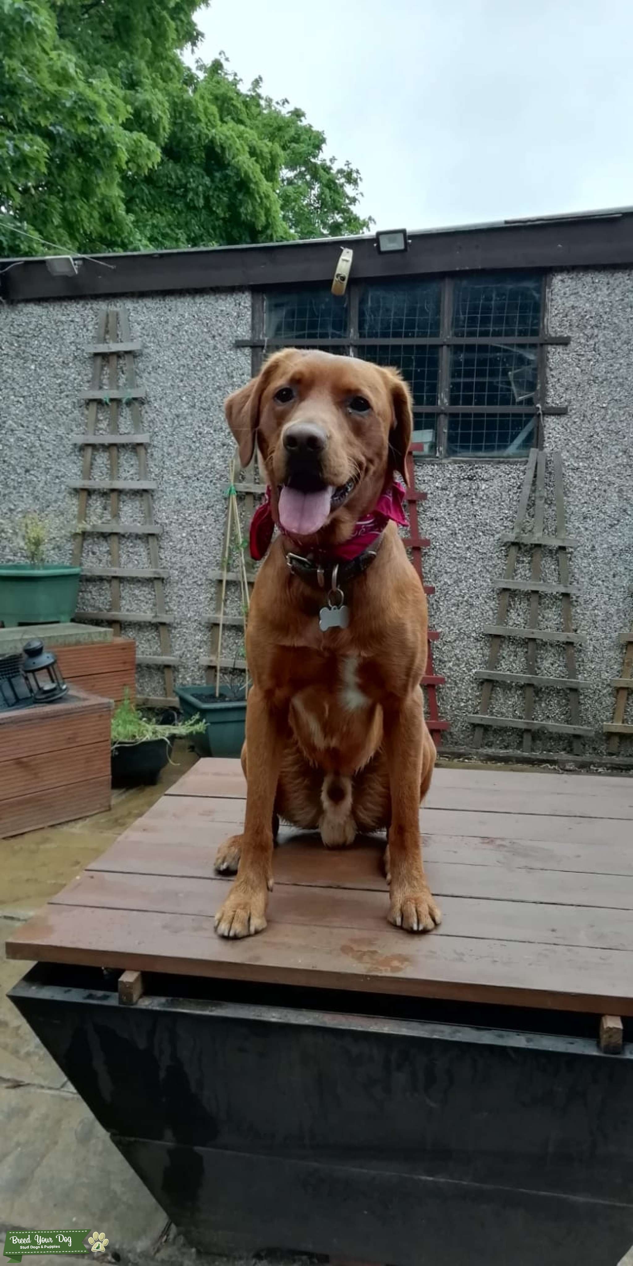 **PROVEN** Fox Red Labrador - Stud Dog in West yorkshire, the United