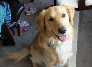 Golden Retriever (Pedigree) Listing Image