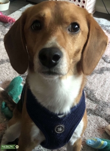 Mature Beagle looking for Female  Listing Image