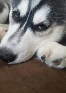 Siberian husky,purebred, male Listing Image