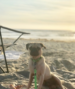 Handsome Fawn Pug Listing Image