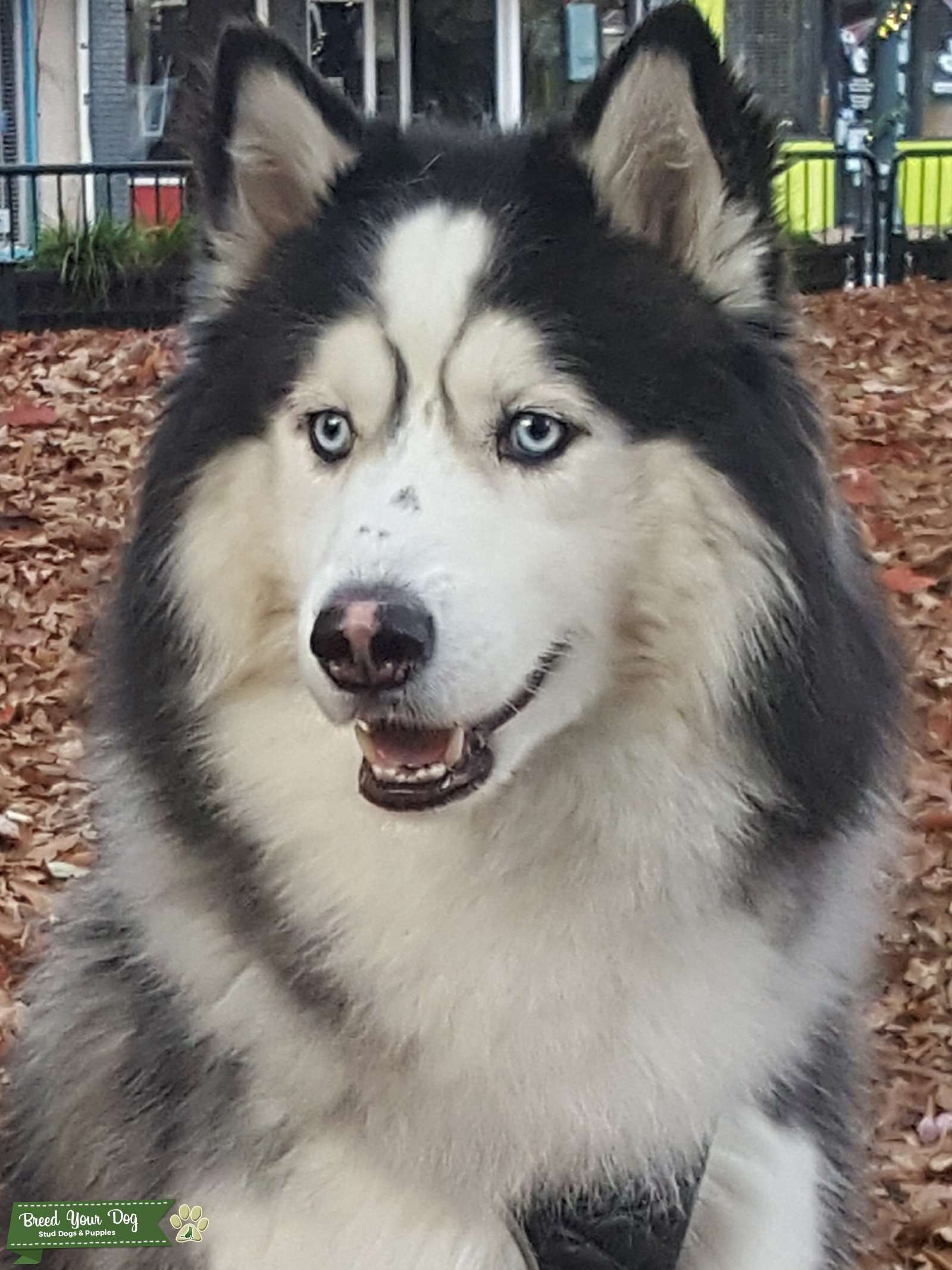 Beautiful Pure Bred Siberian Husky Stud Dog in United States