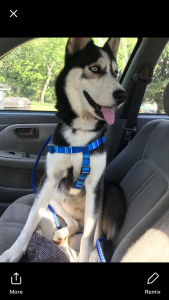 Beautiful 1 year old Male for Stud Listing Image