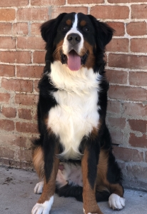 Gentle, loving and Noble Giant  Listing Image