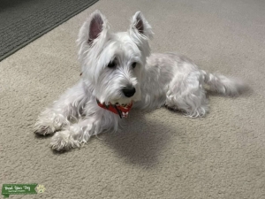 Healthy, Happy & Sweet Stud Westie Listing Image