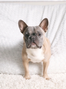 Handsome Blue Fawn Stud Listing Image