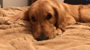 Looking for a Girlfriend  Listing Image