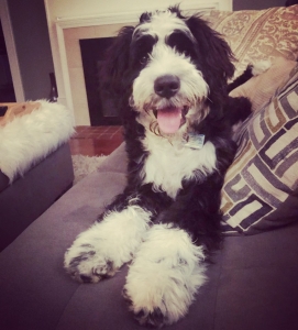 Ohio Bernedoodle Stud Available Listing Image