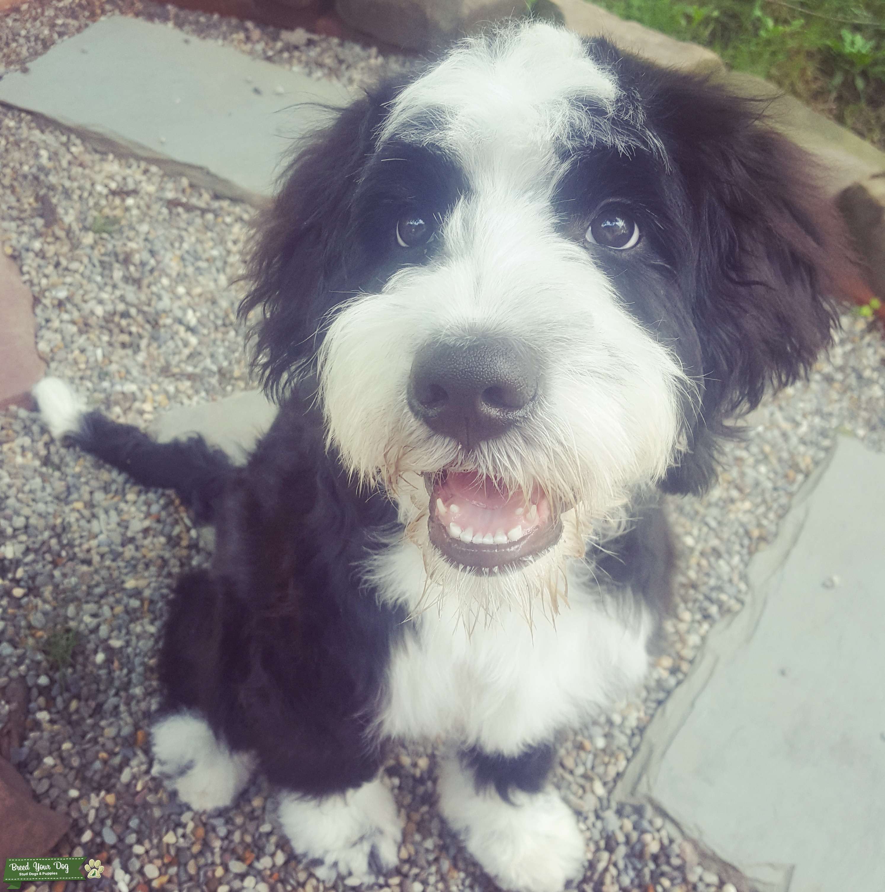Ohio Bernedoodle Stud Available Stud Dog in Ohio, Cleveland, Akron