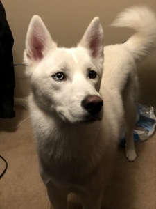 White Husky blue/brown eye Listing Image