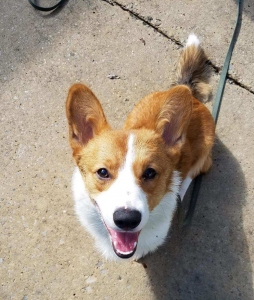 Red and white corgi  Listing Image