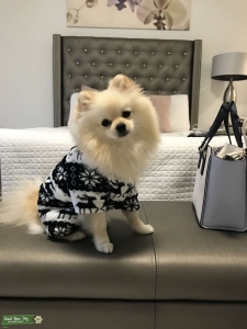 Spunky Pom searching for LOVE ❤️  Listing Image