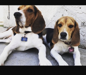 Beagle stud Listing Image