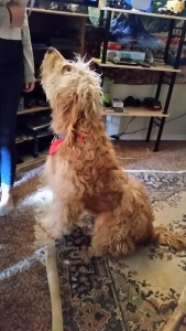 Gentle Male F1 GoldenDoodle Listing Image