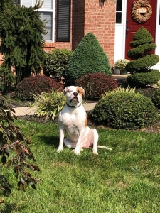 Fawn/White Pure Breed Well Mannered Listing Image