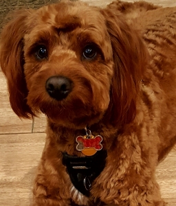 Red Mini Goldendoodle with white markings Listing Image
