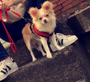 Looking to breed my stud  Listing Image