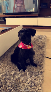 Black Schnoodle Female  Listing Image