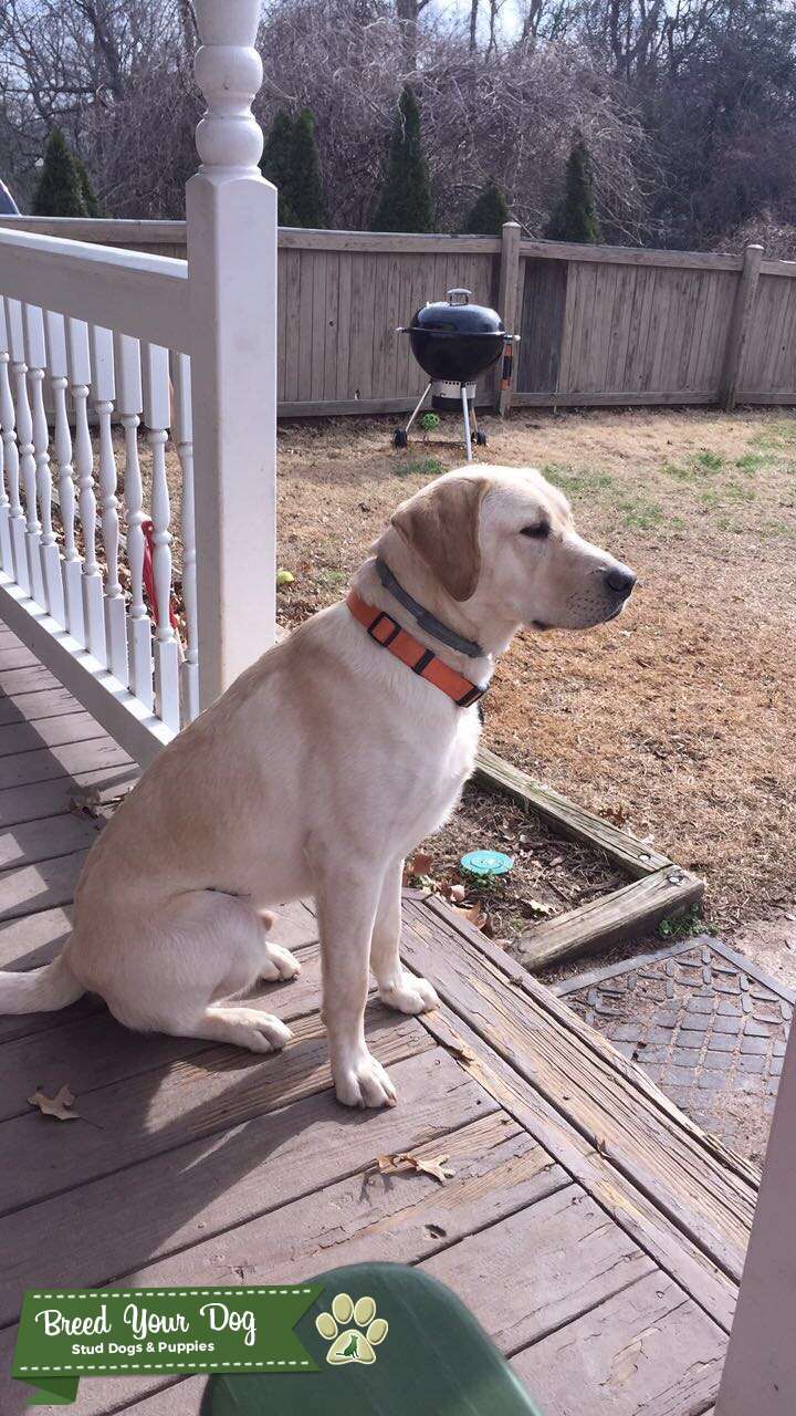 Yellow Lab Stud Stud Dog in Maryland , the United States Breed Your Dog