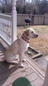 Yellow Lab Stud Listing Image
