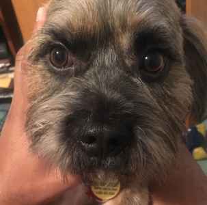 border terrier mix breeds