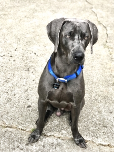 AKC Registered Blue Weimaraner Listing Image