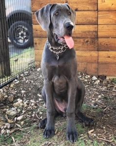 Blue Great Dane Listing Image