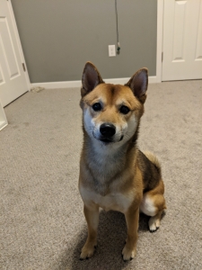 Red Sesame Purebred Shiba Inu APR Registered Listing Image