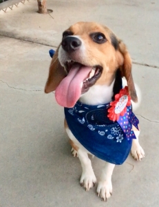 Tricolor American Beagle Listing Image