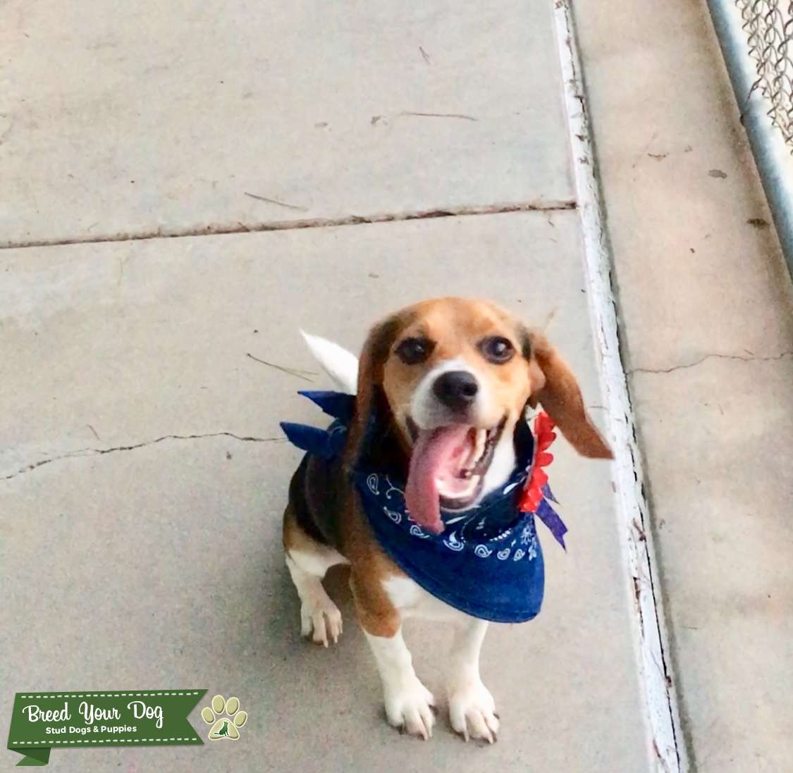 Tricolor American Beagle Stud Dog in Orange County, United States