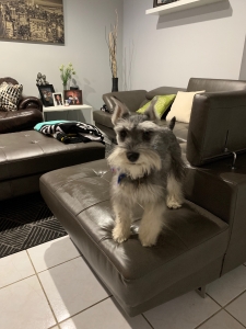Miniature Schnauzer Listing Image