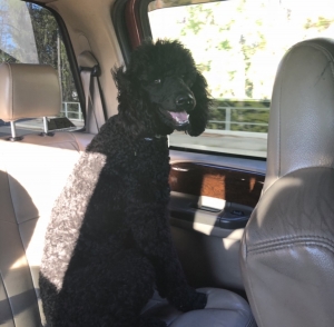 Standard poodle stud service  Listing Image