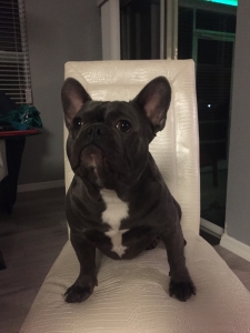 Blue French Bulldog Listing Image