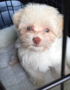 White Havanese Male Stud  Listing Image