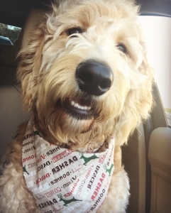 F1 standard Goldendoodle  Listing Image