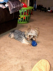 Yorkshire Terrier Stud Listing Image
