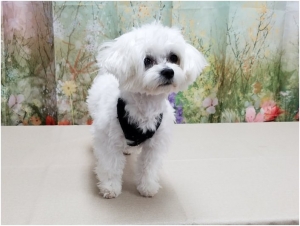 dog travel diaper bag