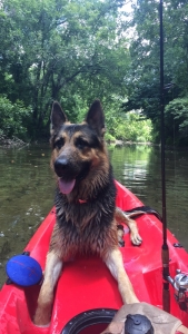 Loving German Shepherd Listing Image