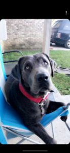 Male Charcoal Labrador Retriever Listing Image