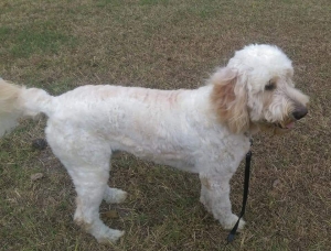 Hunter the doodle Listing Image