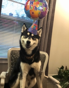 AKC Dog Looking for Female Listing Image