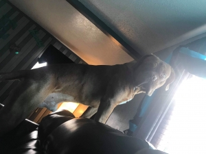 Stud looking for female French mastiff Listing Image