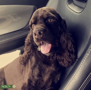 American Cocker Spaniel Listing Image