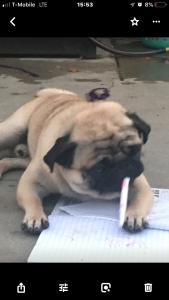 JAPANESE PUREBRED PUG 2 YO Listing Image