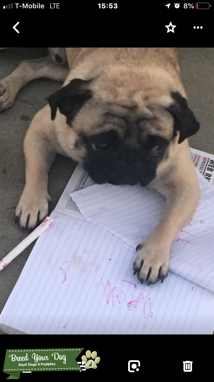 JAPANESE PUREBRED PUG 2 YO Stud Dog in San Diego, the United States