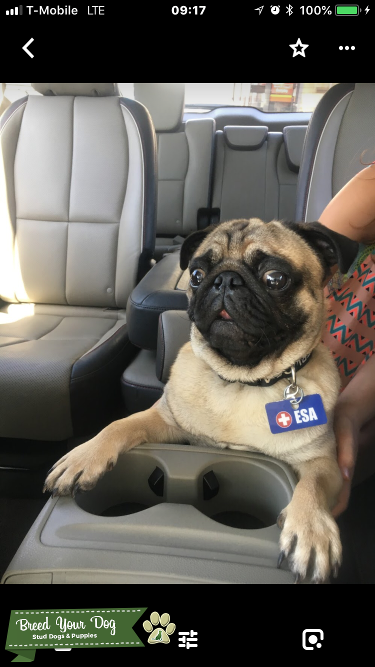 JAPANESE PUREBRED PUG 2 YO Stud Dog in San Diego, the United States