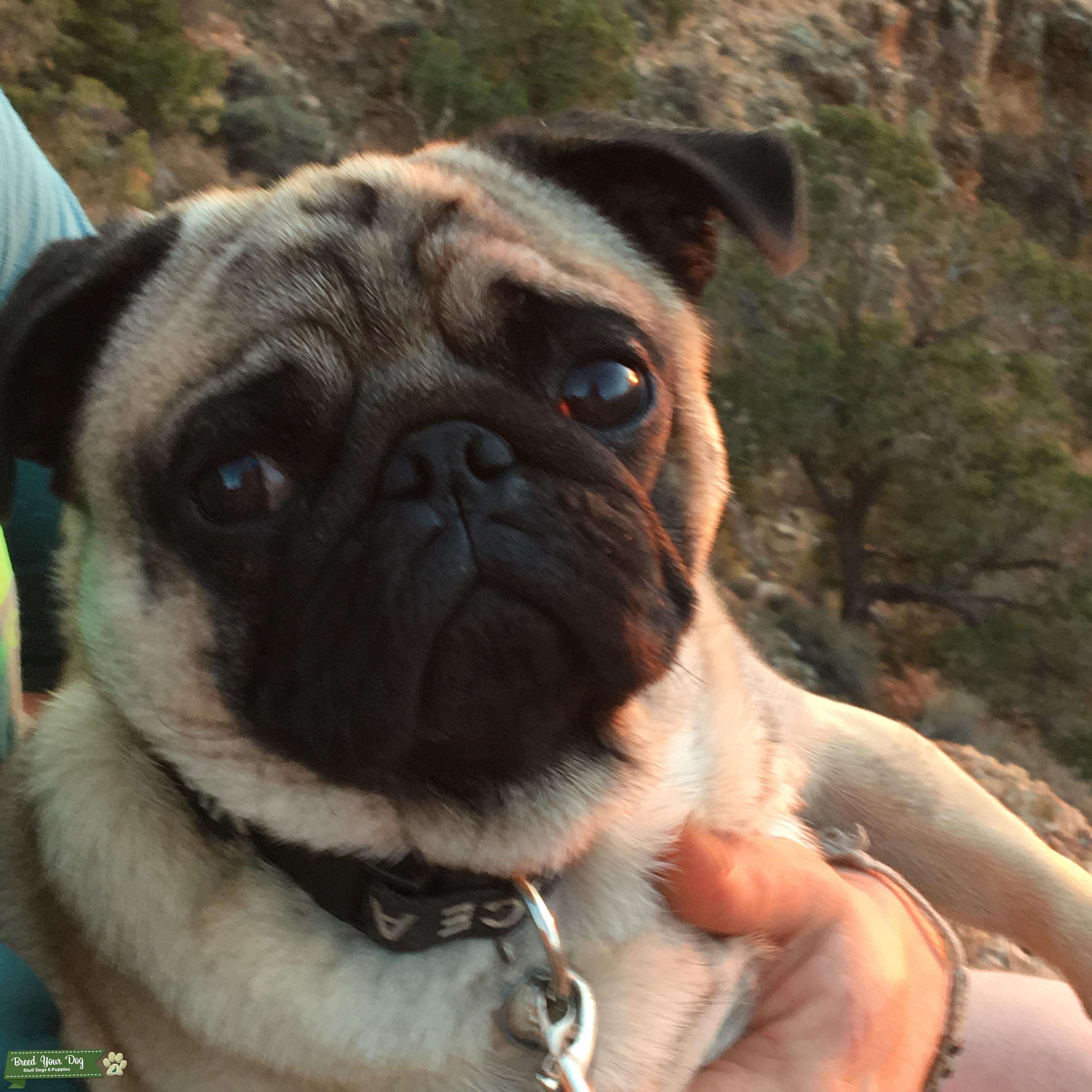 JAPANESE PUREBRED PUG 2 YO Stud Dog in San Diego, the United States