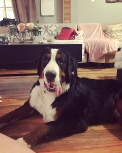AKC Bernese Mountain Dog StUD Listing Image