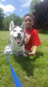 Siberian Husky Listing Image