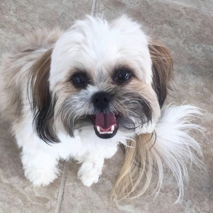 Adorable male shihtzu  Listing Image